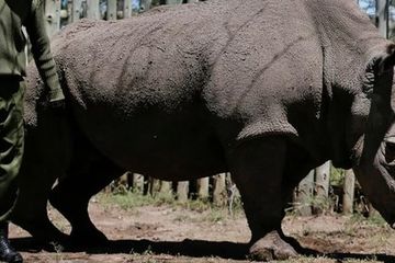 Sudan, Badak Putih Utara Terakhir Telah Tiada