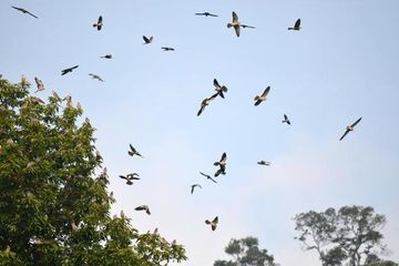 10 Destinasi Terbaik Dunia untuk Mengamati Burung