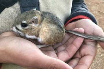 Dikira Punah, Tikus Kanguru Ini Ternyata Masih Hidup