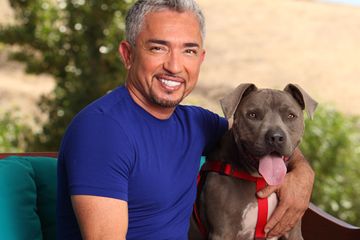 Cesar Millan Bertemu 2000 Pecinta Anjing