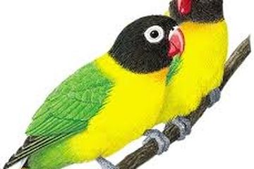 Niatnya Maling Burung, Motor Malah Ketinggalan