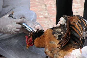 Awas! Flu Burung Kembasli Serang Cina