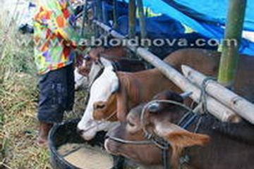 Jika Sapi Ikut Mengungsi
