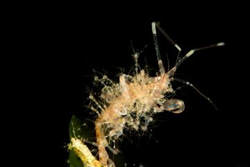 Salah satu biota laut Lembata