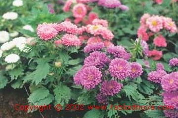 Aster Bunga dengan Ragam Warna Menawan