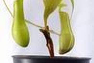 Nepenthes Si Buncit Doyan Serangga