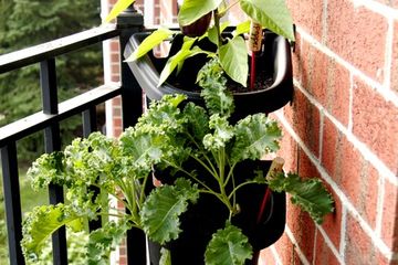 berkebun di lahan sempit