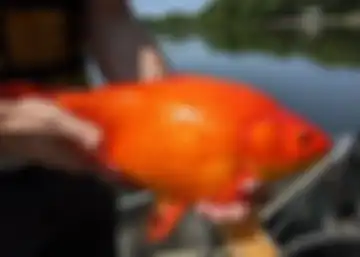 Foto penampakan ikan mas raksasa yang berkembang biak di danau sebuah kota di Minnesota, AS menjadi sorotan.