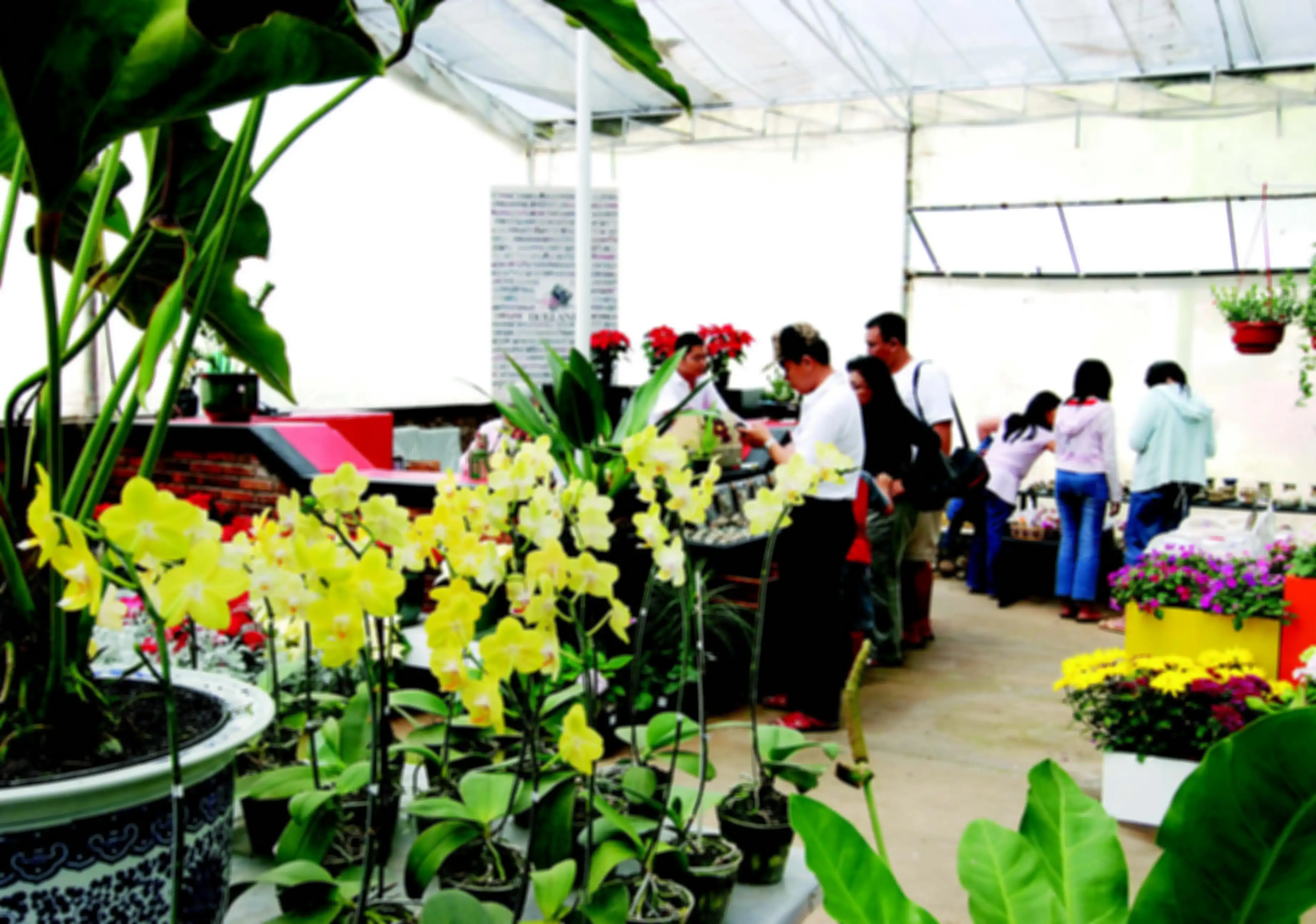 Melrimba Garden, Cisarua, salag satu tempat belanja anggrek.