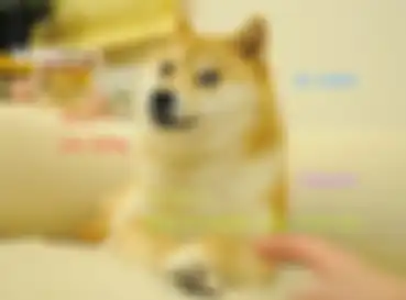 Meme doge.