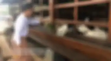Presiden Jokowi syok saat tahu semua rahasianya bocor di Istana Merdeka gegara ini. Sang presiden sengaja unggah foto angon kambing.