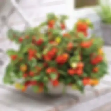 Tanaman Chinese lantern