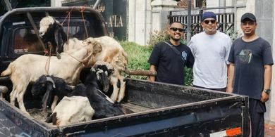 Rayakan Hari Raya Idul Adha, Skuad Bali United Sembelih 4 Ekor Kambing