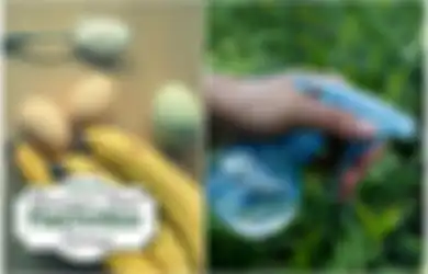 Singkirkan Pupuk Kimia, Begini Cara Membuat Pupuk Cair Organik dari Kulit Pisang
