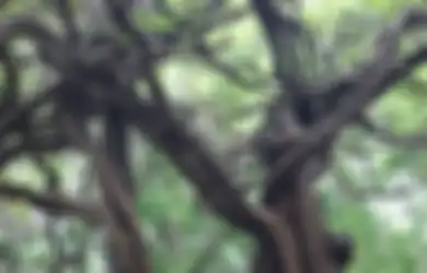 Nyata, Di Lamongan ada Pohon Unik Mirip Pohon dalam Hutan Terlarang di Film Harry Potter