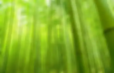 Bengkokkan Tapi Jangan Putuskan, Bagaikan Pohon Bambu dalam Menghadapi Situasi Sulit