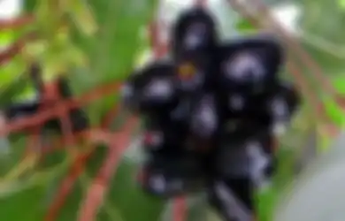 Buah Jamblang atau Duwet yang Langka Ternyata Baik untuk Kesehatan Gigi dan Gusi juga Penderita Diabetes