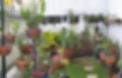 Musim Hujan Tanaman Terserang Penyakit dan Hama? Cegah dan Atasi Yuk!
