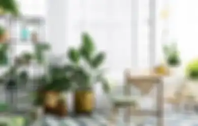 Apa Alasan Tanaman Dikaitkan dengan Filosofi Feng Shui? Ini Jawabnya!