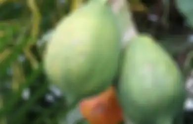 4 Manfaat Buah Carica Bagi Kesehatan. Bantu Melancarkan Pencernaan!