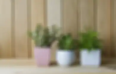 Jangan Asal, Ini Panduan Penting Memilih dan Meletakkan Tanaman Indoor