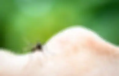 Nyamuk Aedes Agypti Tidak Bertelur di Air Kotor, Waspadai Bagian Rumah Ini!