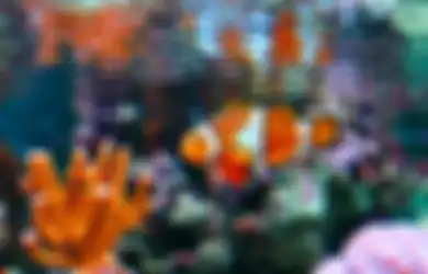 Dikira Pakai Jasa Pembersih, Ternyata Kerak di Akuarium Langsung Hilang Hanya dengan Bahan Rumahan