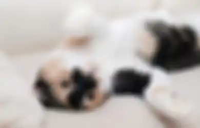 Bulu Kucing di Perabotan, Baju, Karpet? Cara Ini Efektif Bikin Bersih