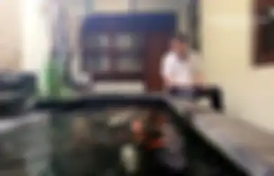 Suka Ikan Koi? Cara Pemeliharaan dan Membuat Kolam Agar Ikan Tak Mati