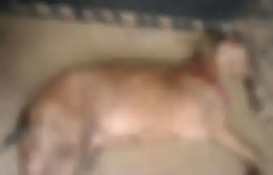 Diduga Jadi Korban Pemerkosaan 8 Pria Tak Bertanggung Jawab, Seekor Kambing Betina yang Tengah Hamil Tewas