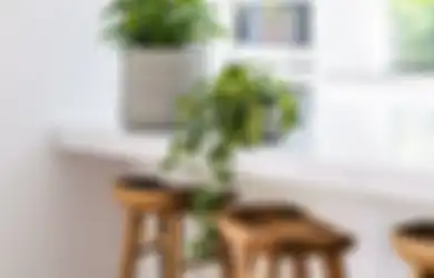 Kenapa Sirih Gading Semakin Diminati pada Masa Pandemi? Terungkap Bisa Hilangkan Racun di Rumah!
