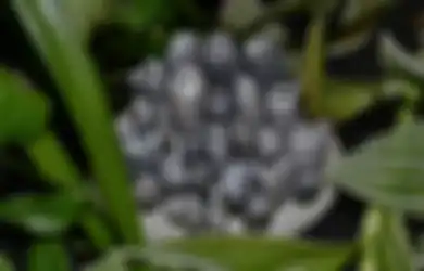 Catat! 6 Dekorasi Batu Unik Ini Bikin Taman Makin Cantik dan Alami