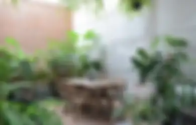 Klinik Tanaman Indoor-1, Enam Gangguan Fisologis Tanaman, Penyebab, Penyembuhan, dan Pencegahannya