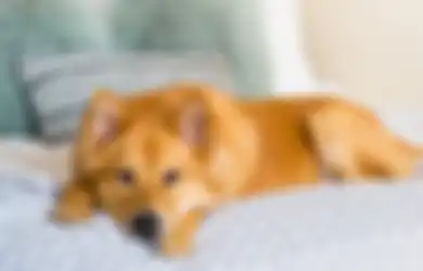 Lindungi Peliharaanmu, Kucing Lebih Tahan Digigit Ular daripada Anjing, Simak Alasannya