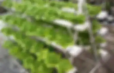 Berkebun Tanaman Obat di Rumah, Inilah 5 Pilihan Jenis Tanamannya!