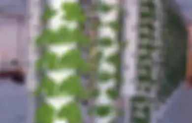 Ingin Hidroponik Sayur dan Buah Sukses? Pilih Jenis Tanaman Ini!