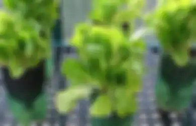 3 Keuntungan Berkebun Hidroponik dan Langkah Mudah Memulainya