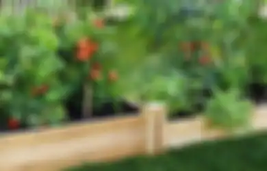 Rangkaian Proses dalam Berkebun Ini Picu Aktivitas Fisik dan Kesehatan Anak, Ini Hasil Risetnya!