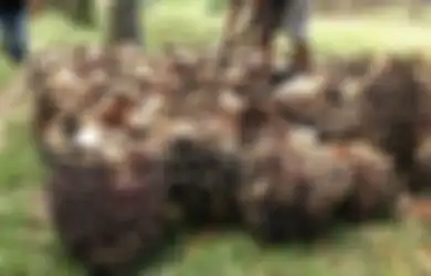 Karyawannya Mayoritas Orang Indonesia, Perusahaan Malaysia Ini Ketahuan Lakukan Kerja Paksa dan Kekerasan Pada Pegawainya, Boroknya Justru Dikuliti Amerika