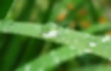 Air Hujan Ternyata Bermanfaat Bagi Tanaman Lebih Baik dari Air Ledeng!