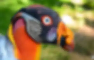 4 Spesies Burung Unik yang Sering Disebut 'Alien', Salah Satunya Hidup di Indonesia
