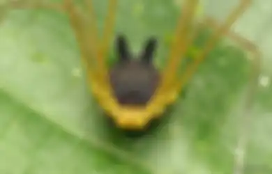 Mirip Totoro, Kakinya Delapan, tapi Hewan Ini Bukan Anjing atau Laba-laba