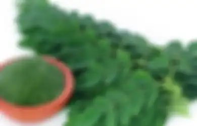 Ini 16 Manfaat Tanaman Obat Daun Kelor Tidak Hanya Cegah Kenker, Termasuk Obati Keluhan Perut dan Diabetes, Tapi Hati-hati Efek Sampingnya