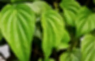 Ampuh! Begini Cara Atasi Bau Kaki Enggak Sedap dengan Daun Sirih