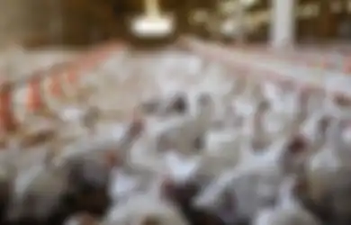Info Sekolah Berikut Prospek Kerja Jurusan Peternakan