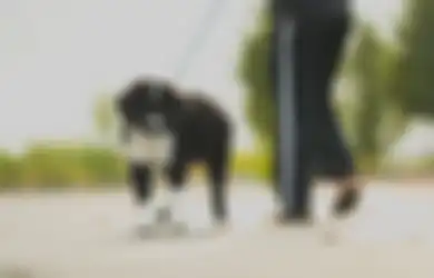 Malaikat Pun Ogah Menghampiri, Berikut Penjelasan Ustaz Abdul Somad Mengenai Hukum Orang Islam Memelihara Anjing