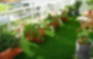 Tak Punya Lahan Bukan Alasan Tak Bisa Berkebun, Manfaatkan Saja Teras atau Balkon