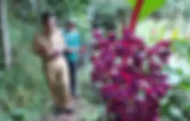 Buah Parijoto, 'Warisan' Sunan Muria yang Dianggap Bisa Atasi Masalah Sulit Hamil