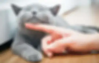 Kenali, Begini Cara Kucing Menunjukkan Kasih Sayangnya ke Kita!