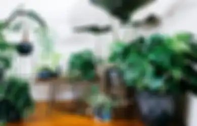Cuma Pakai Susu, Ikuti 4 Langkah Mengilapkan Tanaman Hias di Rumah
